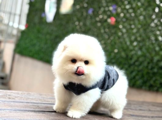 Teady Bear Pomeranian Boo Bebeklerimiz