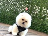 Teady Bear Pomeranian Boo Bebeklerimiz