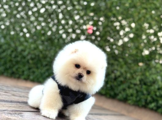 Teady Bear Pomeranian Boo Bebeklerimiz görsel
