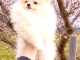 3 Aylık Dişi Pomeranian Boo