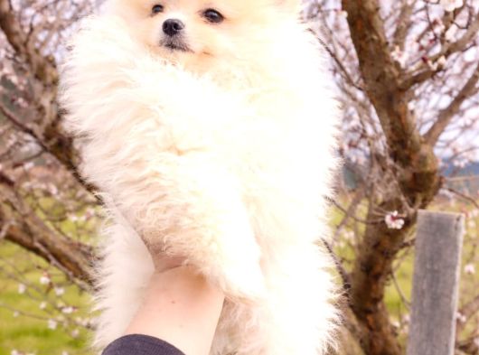 3 Aylık Dişi Pomeranian Boo görsel