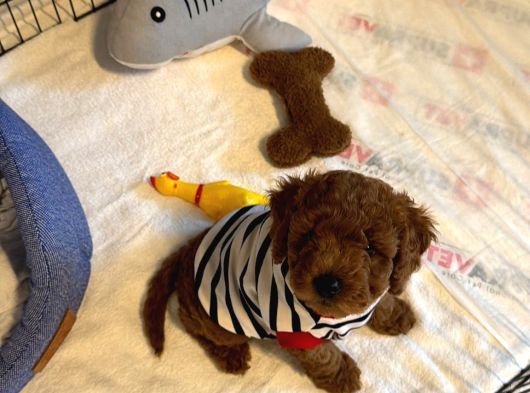 Safkan Toy Poodle Yavrularımız Danışmanlık Hizmeti Ile görsel