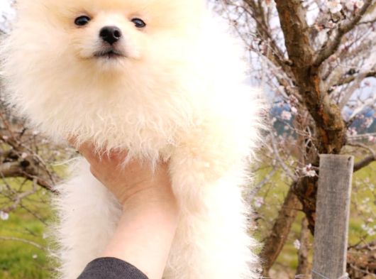 3 Aylık Dişi Pomeranian Boo görsel