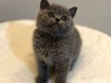 Scrli Show Kalite British Shorthair Yavrularimiz