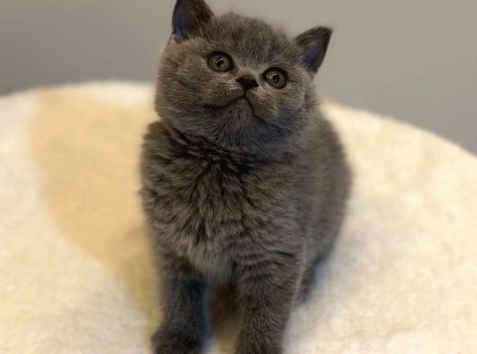 Scrli Show Kalite British Shorthair Yavrularimiz