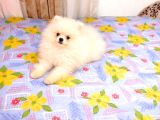 3 Aylık Dişi Pomeranian Boo