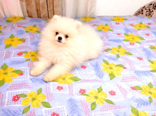 3 Aylık Dişi Pomeranian Boo görsel
