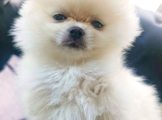 Sevimli Pomeranian Yavrular Yeni Yuvasını Arıyor
