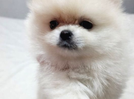 Sevimli Pomeranian Yavrular Yeni Yuvasını Arıyor görsel