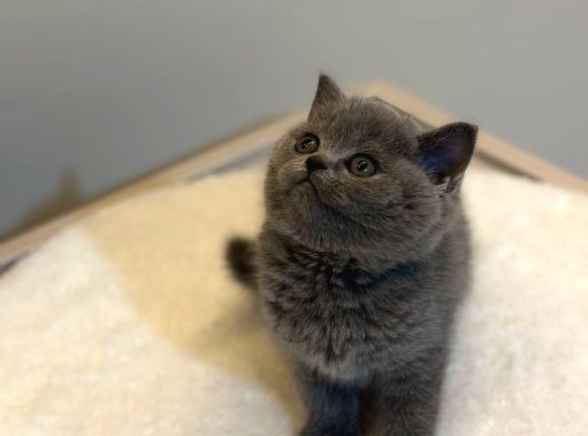 Scrli Show Kalite British Shorthair Yavrularimiz görsel