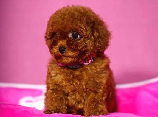Mükemmel TEACUP  POODLE YAVRULARIMIZ