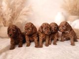 Mükemmel Teacup  Poodle Yavrularimiz