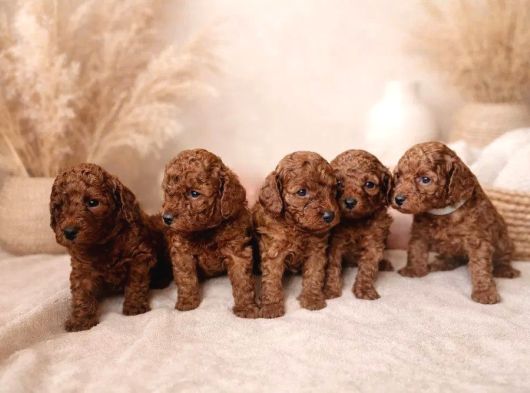 Mükemmel Teacup  Poodle Yavrularimiz görsel