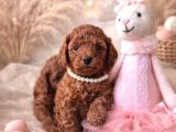 Mükemmel Teacup  Poodle Yavrularimiz