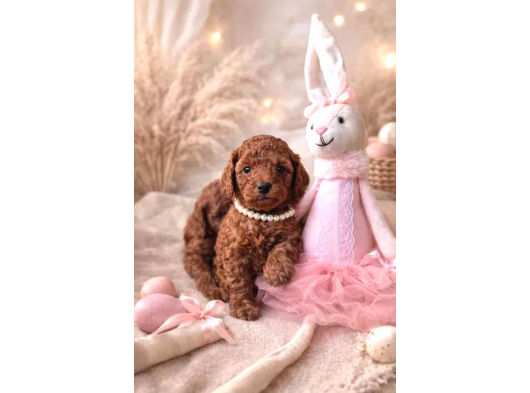 Mükemmel Teacup  Poodle Yavrularimiz görsel