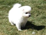 Bembeyaz Güzellikler Safkan Samoyed Yavruları Mama Ve Malze