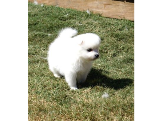 Bembeyaz Güzellikler Safkan Samoyed Yavruları Mama Ve Malze görsel