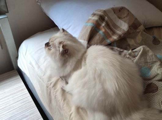 6 Aylık Dişi Kısırlaştırılmamış görsel
