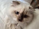 6 aylık dişi kısırlaştırılmamış