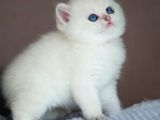 Kusursuz Beyazlıkta Silver British Shorthair Ns1133