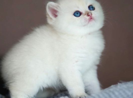 Kusursuz Beyazlıkta Silver British Shorthair Ns1133 görsel