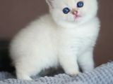 Kusursuz Beyazlıkta Silver British Shorthair ns1133
