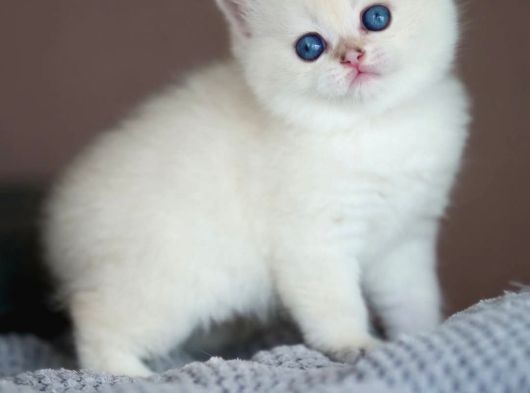 Kusursuz Beyazlıkta Silver British Shorthair Ns1133