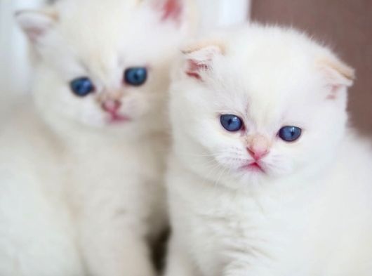 Kusursuz Beyazlıkta Silver British Shorthair Ns1133 görsel