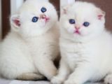 Kusursuz Beyazlıkta Silver British Shorthair Ns1133