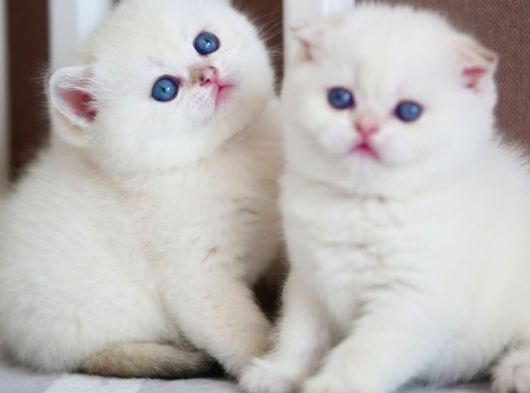 Kusursuz Beyazlıkta Silver British Shorthair Ns1133 görsel