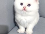 Evinizin En Özel Misafiri İpeksi Beyaz British Longhair
