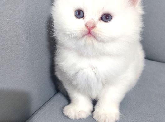 Evinizin En Özel Misafiri İpeksi Beyaz British Longhair görsel