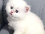 Evinizin En Özel Misafiri İpeksi Beyaz British Longhair