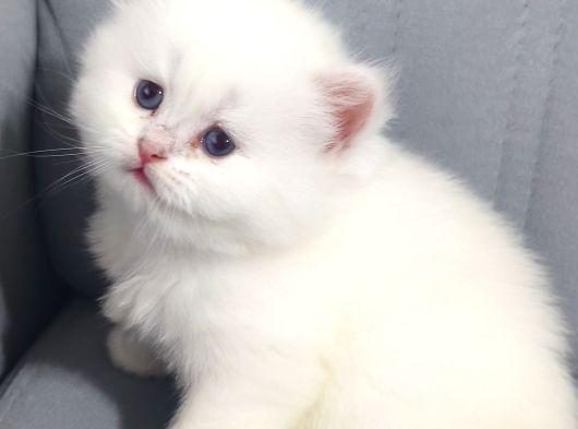 Evinizin En Özel Misafiri İpeksi Beyaz British Longhair