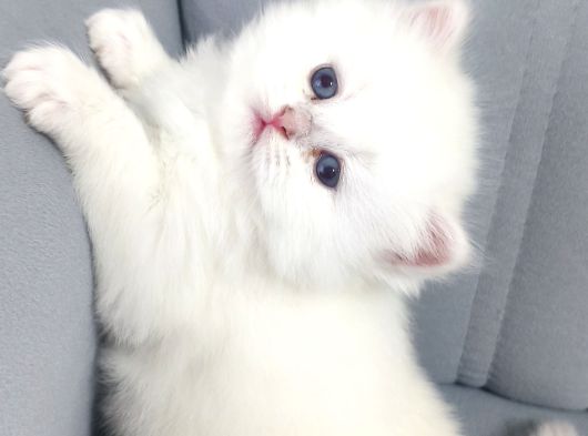 Evinizin En Özel Misafiri İpeksi Beyaz British Longhair görsel