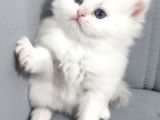 Evinizin En Özel Misafiri İpeksi Beyaz British Longhair