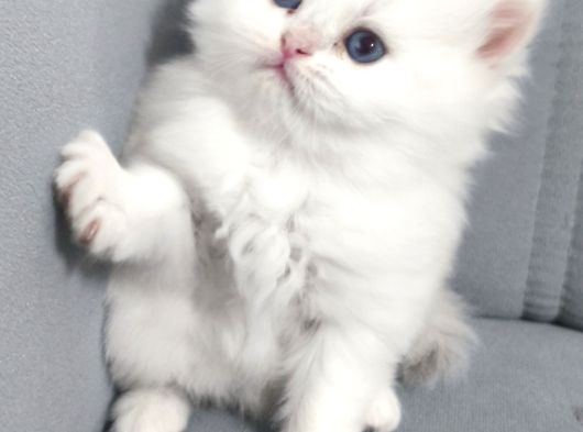 Evinizin En Özel Misafiri İpeksi Beyaz British Longhair görsel
