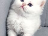 Evinizin En Özel Misafiri İpeksi Beyaz British Longhair