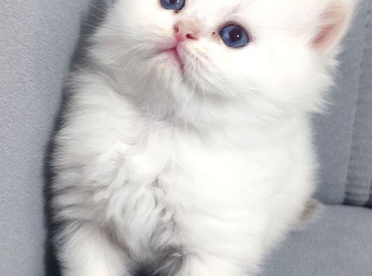 Evinizin En Özel Misafiri İpeksi Beyaz British Longhair görsel