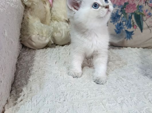 Prensesler  Geldi̇ görsel