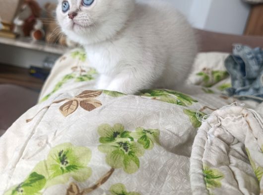 Prensesler  Geldi̇ görsel