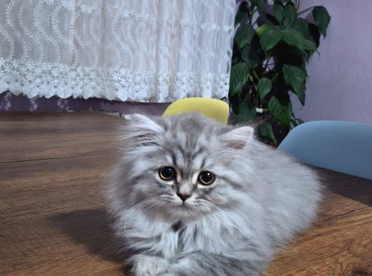 3 Aylık Yavrularımız Shorthair Ve Longhair