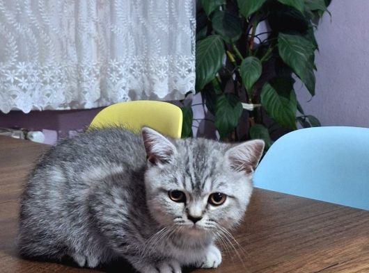 3 Aylık Yavrularımız Shorthair Ve Longhair görsel