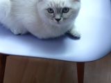3 Aylık Yavrularımız Shorthair Ve Longhair