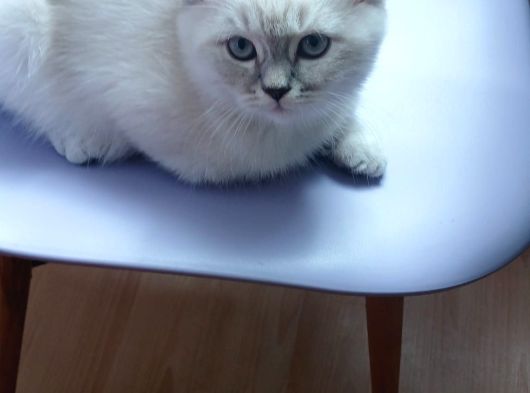 3 Aylık Yavrularımız Shorthair Ve Longhair görsel