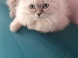 3 Aylık Yavrularımız Shorthair Ve Longhair