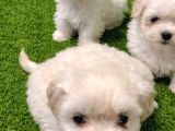 Minik Maltese Yavrular