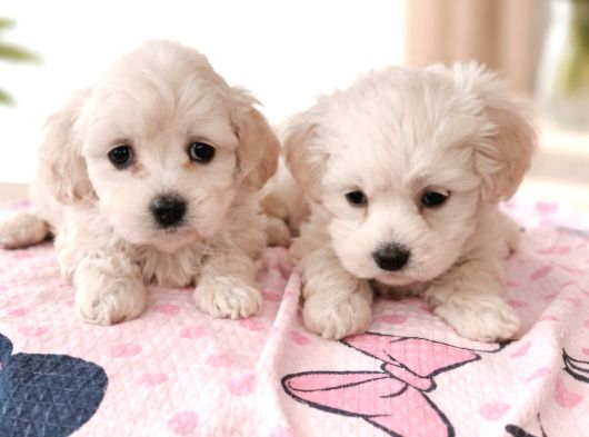 Minik Maltese Yavrular görsel