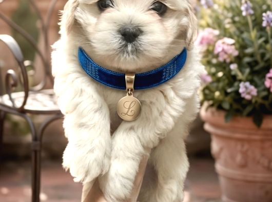 Minik Maltese Yavrular görsel