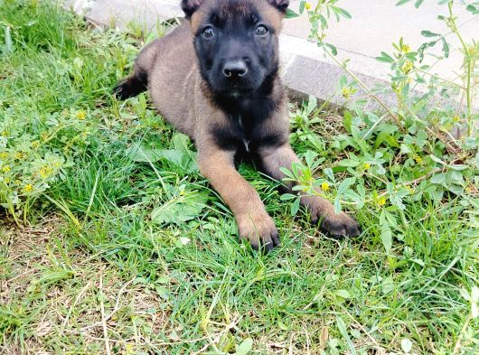 A Kalite Siyah Maskeli Belçika Yavruları görsel